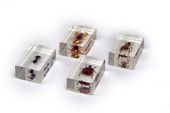 Комплект микропрепаратов для стереомикроскопа - fgospostavki.ru - Красный Сулин