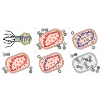Модель-аппликация Жизненный цикл вируса	 - fgospostavki.ru - Красный Сулин