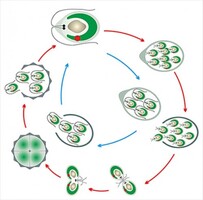 Модель-аппликация Размножение одноклеточной водоросли - fgospostavki.ru - Красный Сулин