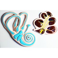 Модель барельефная "Ухо человека". Вариант 2 - fgospostavki.ru - Красный Сулин