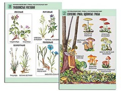 Комплект таблиц "Окружающий мир. Грибы. Растительный мир" (12 таблиц, А1, ламинированные) - fgospostavki.ru - Красный Сулин