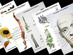 Таблицы по природоведению 1-3 класс (46 штук, формат А2) - fgospostavki.ru - Красный Сулин