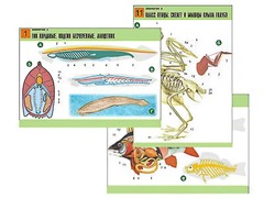 Комплект таблиц по биологии демонстрационных "Зоология 2" (16 таблиц, формат А1, ламинированные) - fgospostavki.ru - Красный Сулин