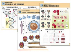 Комплект таблиц по биологии демонстрационных "Общая биология 1" (16 таблиц, формат А1, ламинированные) - fgospostavki.ru - Красный Сулин