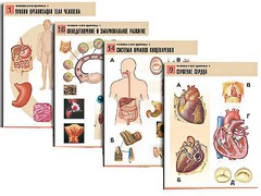 Комплект таблиц по биологии демонстрационных "Человек и его здоровье 1" (20 таблиц, формат А1, ламинированные) - fgospostavki.ru - Красный Сулин