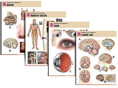 Комплект таблиц по биологии демонстрационных "Человек и его здоровье 2" (10 таблиц, формат А1, ламинированные) - fgospostavki.ru - Красный Сулин