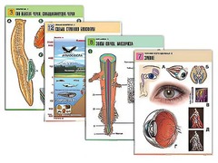 Комплект таблиц по всему курсу биологии (120 штук, формат А1, полноцветные, ламинированные) - fgospostavki.ru - Красный Сулин