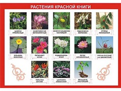 Таблица демонстрационная "Растения Красной книги" (винил 100*140) - fgospostavki.ru - Красный Сулин