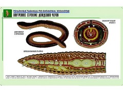 Рельефная таблица "Внутреннее строение дождевого червя" (формат А1, матовое ламинирование) - fgospostavki.ru - Красный Сулин