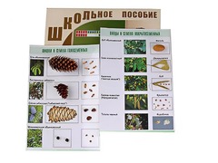 Коллекция "Шишки, плоды, семена деревьев и кустарников" - fgospostavki.ru - Красный Сулин