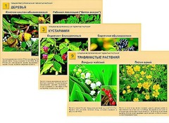 Гербарий фотографический "Ядовитые растения" - fgospostavki.ru - Красный Сулин