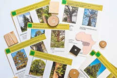 Коллекция "Древесные растения и их распространение" (демонстрационная) - fgospostavki.ru - Красный Сулин