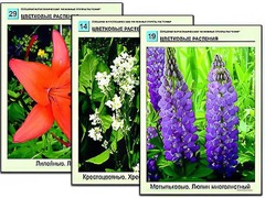 Гербарий фотографический "Основные группы растений" - fgospostavki.ru - Красный Сулин
