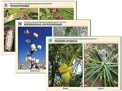 Гербарий фотографический "Сельскохозяйственные растения мира" - fgospostavki.ru - Красный Сулин