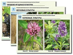 Гербарий фотографический "Сельскохозяйственные растения России" - fgospostavki.ru - Красный Сулин