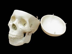 Модель "Череп человека" - fgospostavki.ru - Красный Сулин