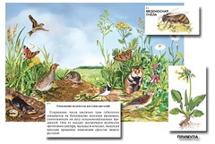 Магнитный плакат-аппликация "Луг: биоразнообразие и взаимосвязи в сообществе" - fgospostavki.ru - Красный Сулин
