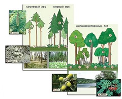 Гербарий фотографический "Растительные сообщества. Лес" (раздаточный) - fgospostavki.ru - Красный Сулин