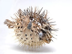 Сухой препарат "Еж-рыба морская" - fgospostavki.ru - Красный Сулин