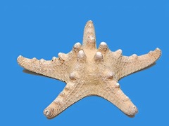 Сухой препарат "Звезда морская" - fgospostavki.ru - Красный Сулин