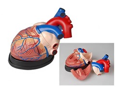 Модель сердца в разрезе (демонстрационная) - fgospostavki.ru - Красный Сулин