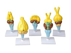 Комплект моделей строения мозга позвоночных - fgospostavki.ru - Красный Сулин