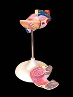 Модель сердца (лабораторная) - fgospostavki.ru - Красный Сулин