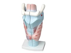 Модель гортани в разрезе - fgospostavki.ru - Красный Сулин