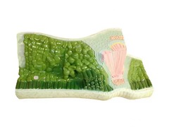 Модель строения листа - fgospostavki.ru - Красный Сулин