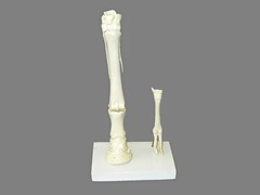 Модель "Скелет конечностей лошади и овцы" (на подставке) - fgospostavki.ru - Красный Сулин