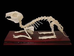 Скелет кролика - fgospostavki.ru - Красный Сулин