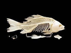 Скелет костистой рыбы - fgospostavki.ru - Красный Сулин