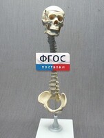 Модель "Позвоночник с черепом и тазом" - fgospostavki.ru - Красный Сулин
