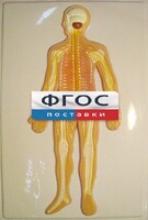 Модель барельефная "Нервная система человека" - fgospostavki.ru - Красный Сулин