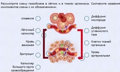 Интерактивные курсы. Биология 9 класс. Расширенный. - fgospostavki.ru - Красный Сулин