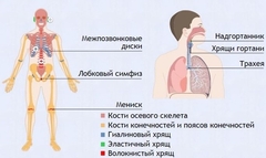 Интерактивные курсы. Биология 9 класс. Базовый. - fgospostavki.ru - Красный Сулин