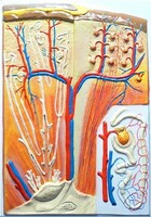 Модель барельефная "Почка" (макро-микростроение) - fgospostavki.ru - Красный Сулин