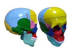 Модель "Череп" (с раскрашенными костями) - fgospostavki.ru - Красный Сулин