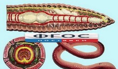 Модель барельефная "Внутреннее строение дождевого червя" - fgospostavki.ru - Красный Сулин