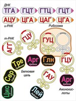 Модель-аппликация Биосинтез белка - fgospostavki.ru - Красный Сулин
