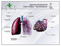 Стенд "Дыхательная система человека" - fgospostavki.ru - Красный Сулин