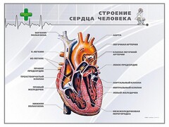 Стенд "Строение сердца человека" - fgospostavki.ru - Красный Сулин