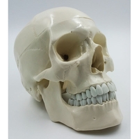 Модель "Череп" (белый) - fgospostavki.ru - Красный Сулин