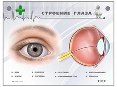 Интерактивный стенд "Строение глаза" - fgospostavki.ru - Красный Сулин