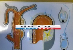 Модель барельефная "Внутреннее строение гидры" - fgospostavki.ru - Красный Сулин