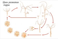 Модель-аппликация Строение и цикл развития гидры - fgospostavki.ru - Красный Сулин