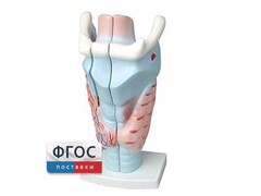 Модель гортани в разрезе - fgospostavki.ru - Красный Сулин