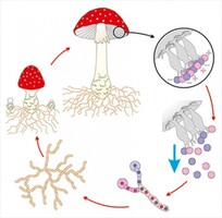 Модель-аппликация Размножение шляпочного гриба - fgospostavki.ru - Красный Сулин