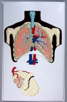 Модель барельефная "Строение легких" - fgospostavki.ru - Красный Сулин