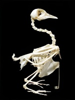 Скелет голубя - fgospostavki.ru - Красный Сулин